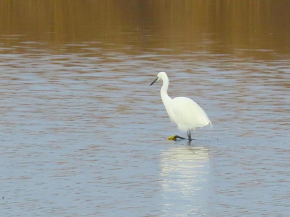 Verslag van de wandeling in de Nieuwe Driemanspolder op 20 december 2025