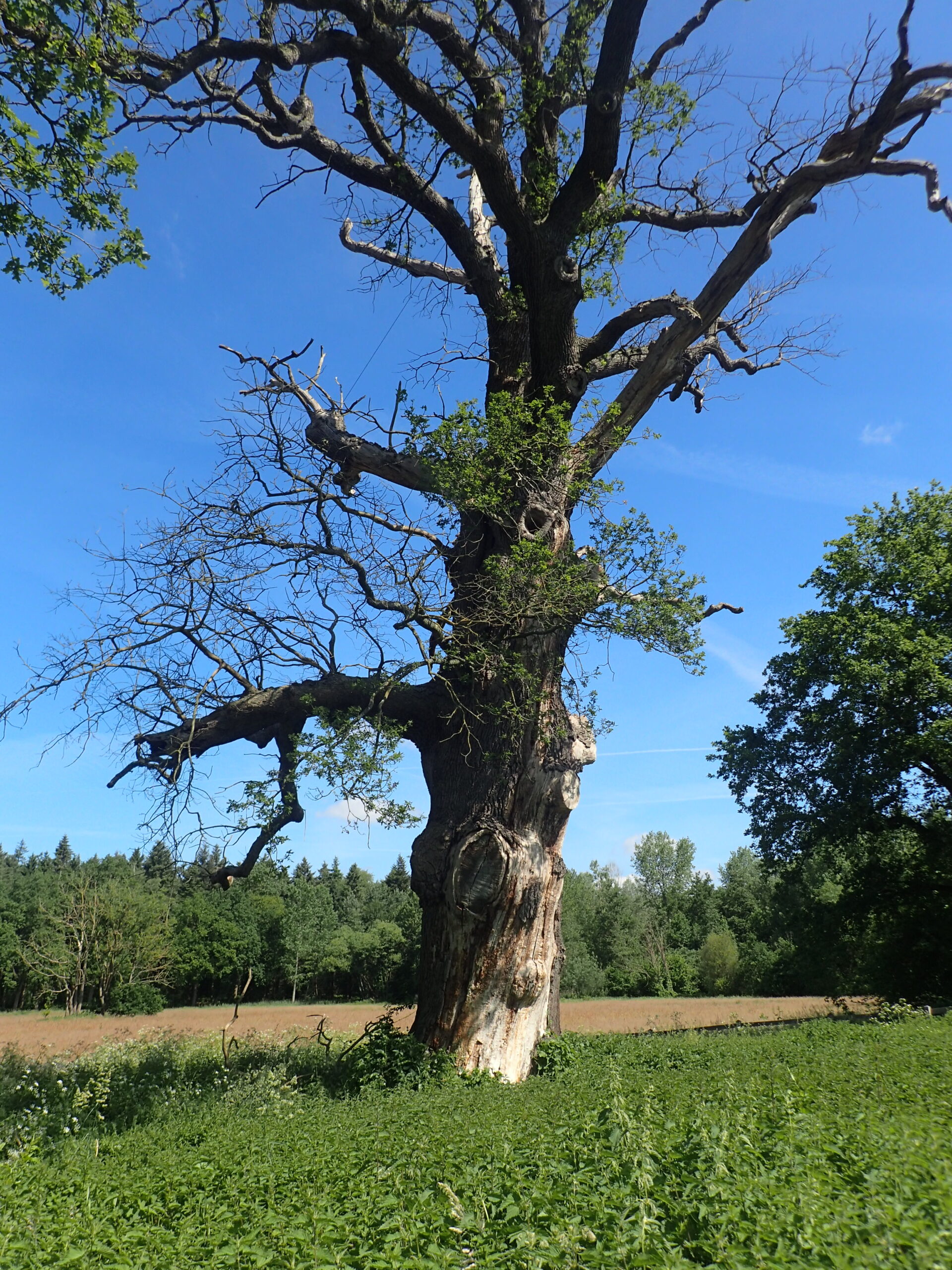 Verslag weekendkamp Laren Achterhoek 29 t/m 31 mei 2026