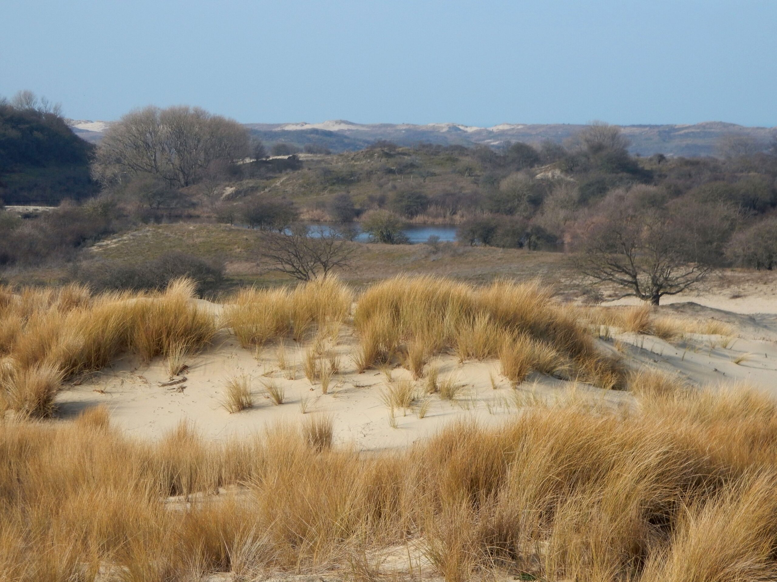 Wandeling Meijendel op donderdag 18 februari 2027